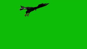 eagle attack in green screen.