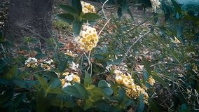 yellow flowers in the spring season - Powered by Shutterstock - Get 15% off with code: PIKWIZARD15