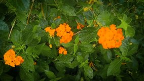 yellow flowers in the spring season - Powered by Shutterstock - Get 15% off with code: PIKWIZARD15