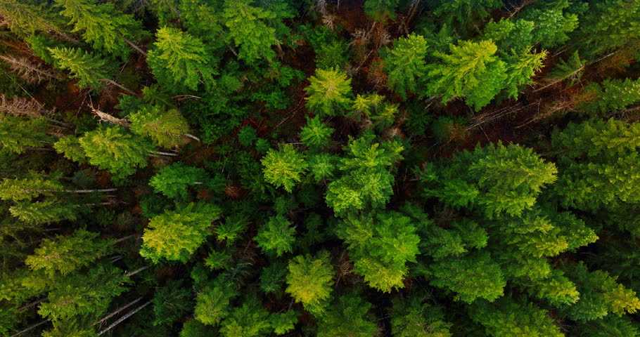 Circling above the tops of bright green tops of pine trees. Drone footage above the forest at daytime.