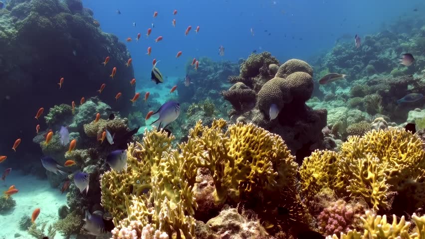 A coral reef is teeming with life, including a variety of fish and sea plants. The vibrant colors of the fish and plants create a lively and colorful scene. The underwater world of the Red Sea.