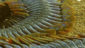 Video close up about underwater sea worm Nereis virens on seabed. If portion of its body is damaged or severed, worm can regenerate the missing parts.