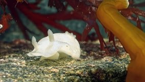 Underwater white nudibranch sea slug in clear clean water of White Sea. Gentle swim of underwater sea slug is source of peace and quiet. Relaxing video of sea creatures in clean clear water.