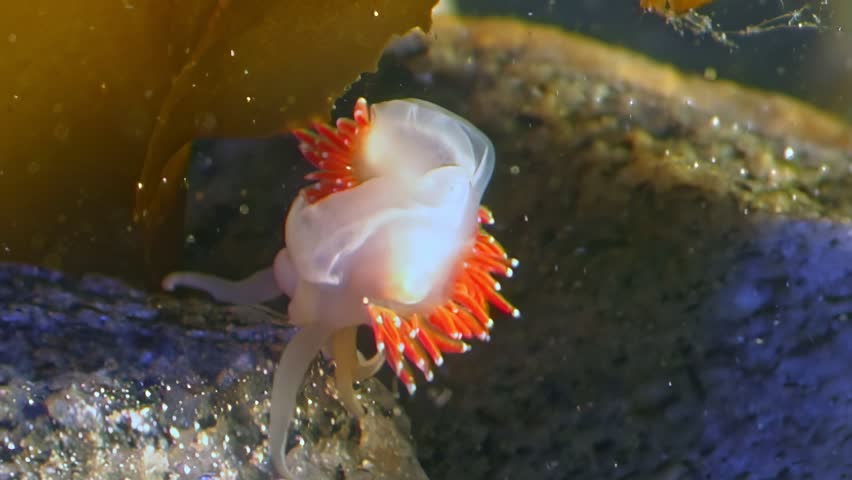 Sea slug Flabellina in clear water of White Sea. Clear, clean water in underwater video creates calming atmosphere. Watching video that showcases pristine beauty of underwater world is relaxing. Royalty-Free Stock Footage #3479978405