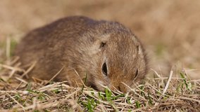 Funny gopher eating fresh grass, little ground squirrel or little suslik, Spermophilus pygmaeus is a species of rodent in the family Sciuridae. Suslik in wildlife. Slow motion video