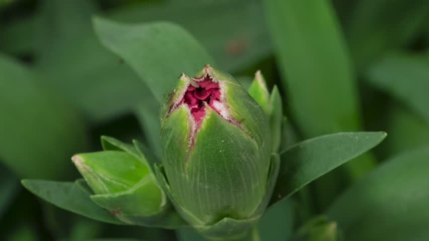 Time lapse blooming carnation (Clove pink or Dianthus caryophyllus) flower