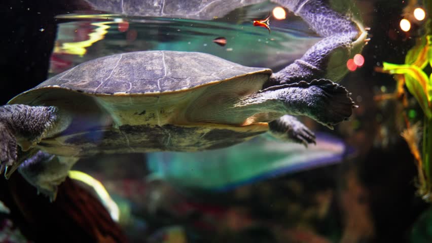 A Chelonoidis turtle is gracefully swimming in the water tank alongside fish, showcasing the beauty of marine biology and the fluid movements of this reptile
