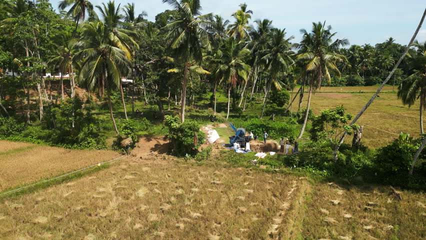 2023-03-15 - Mirissa, Sri Lanka. Aerial view captures Sri Lankan workers in rice harvest, operating vintage grain thresher amid lush fields, surrounded by tropical palms. Royalty-Free Stock Footage #3480024683