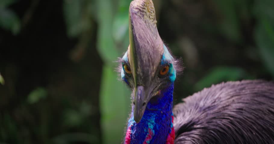 Close-up of a cassowary, opens its mouth and growls. Southern Cassowary.