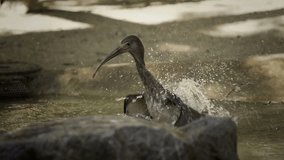 Elegant Movement: Super Slow Motion Shot of an Ibis Shaking in Water - 4K Video