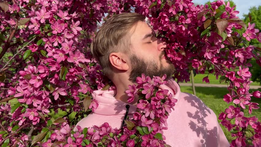 4K video. Young adult bearded white smiling man in pink hoodie in city park sniffing blossoming Japanese cherry tree, smiling and looks at camera. Spring bloom season. Little lilac flower. Sunny day Royalty-Free Stock Footage #3480075849