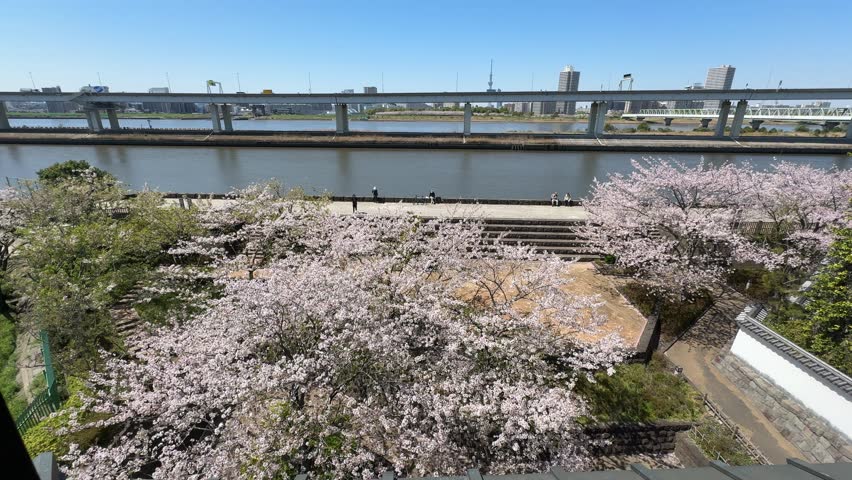Shinkawa Senbonzakura in Tokyo 2024 Cherry blossoms