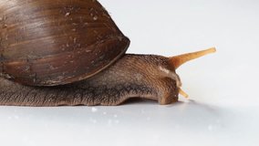 African giant snail (Achatina achatina), an invasive plant pest, crawling on a white background.