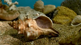 Pleuroploca trapezium or Trapezium fascilarium seashell on a sand underwater 4K