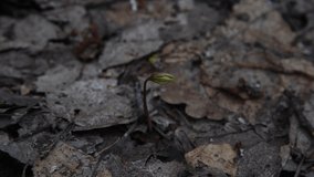Close-up view of small young pine tree sprout growing between fallen dry brown leaves in dark spring forest. Soft focus. Real time handheld video. New life theme.