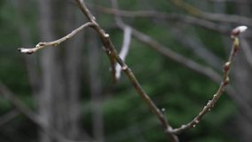 Close-up view of first small leaf buds on bare tree branch in a cloudy spring day. Soft focus. Real time handheld video. Natural background. New life theme.