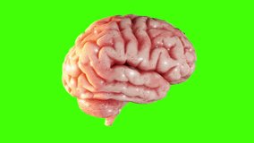 3D brain rotating isolated on green screen. Loop animation. 3D Illustration - Powered by Shutterstock - Get 15% off with code: PIKWIZARD15