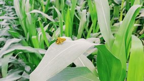 A Yellow Butterfly rest on wide green stalk of corn. Striped hippopotamus perching on a leaf. Beautiful 4K Footage.