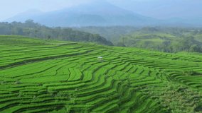 East Java, Indonesia - aerial natural views of the countryside and terraced rice fields on the slopes of Mount Penanggungan, Trawas Mojokerto,East Java