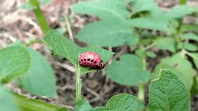 A red bug is sitting on a leaf. The bug is small and has a black head. The leaf is green and has a few brown spots