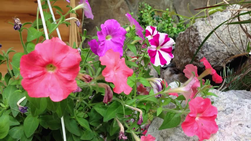 A bunch of pink and purple flowers are in a vase. The flowers are in a garden setting