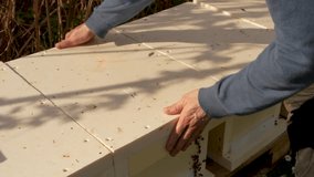 Beekeeper, male hands take out honeycombs from the evidence, filled with honey. Frames with honey and bees. Honey bees close up. Natural honey collection, beekeeping - Powered by Shutterstock - Get 15% off with code: PIKWIZARD15