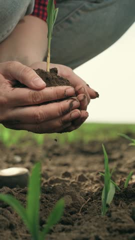 Growth time plants. Water flows down arm, drips into ground, waters sprout. Agricultural industry. Farmer its pouring water on dirty hand, on green sprout. Seedling closeup. Concept of cultivation