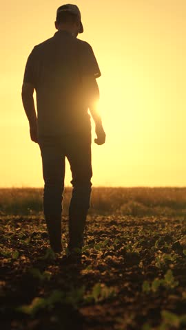 Worker walks in rubber boots at sunset. Farmer works in rubber boots, field with young green sprouts. Businessman grows food. Agricultural business. Grow grain, vegetables. Field, young green shoots Royalty-Free Stock Footage #3480382425