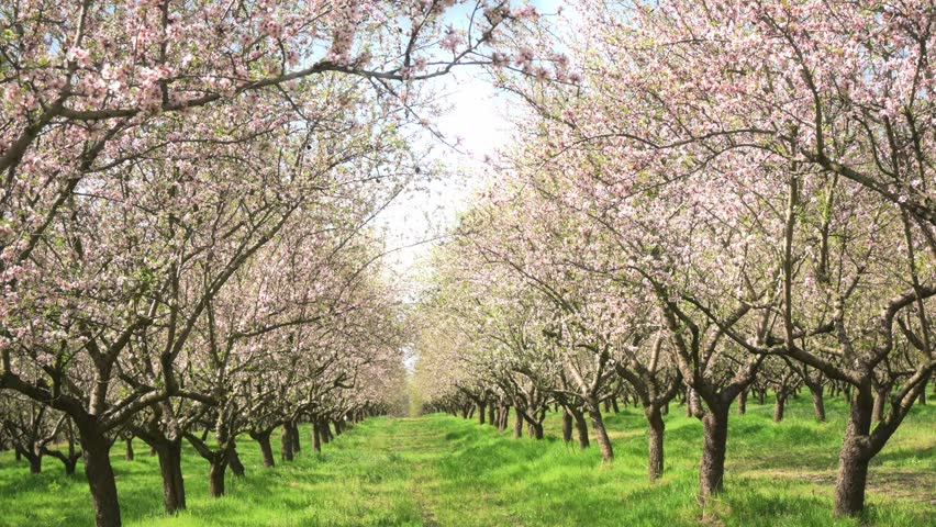 Blooming almond orchard. Many rows of fruit-bearing trees.