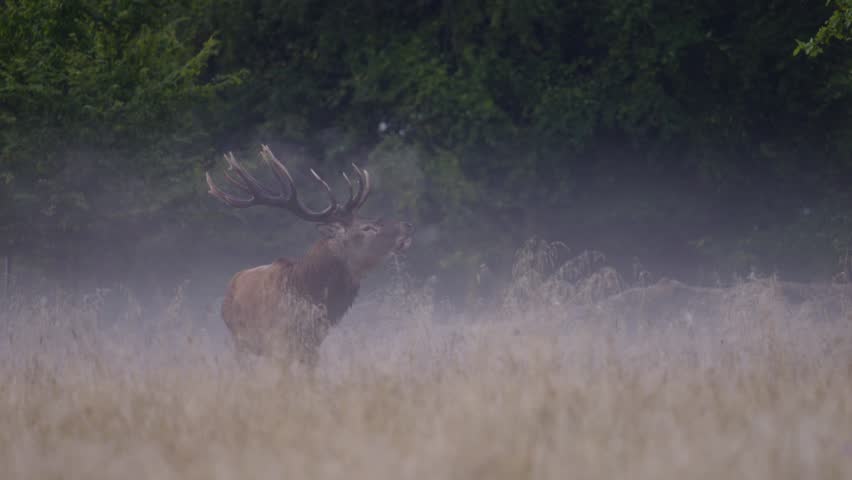 Red deer stag in rut, roaring in the mist in fall,  Royalty-Free Stock Footage #3480417383