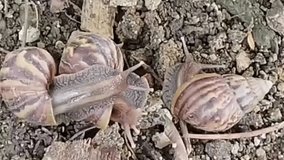 Video of three snails moving slowly, this video was made without sound