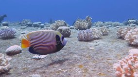 Tropical colourful fish - The emperor angelfish (Pomacanthus imperator) swimming over the shipwreck. Marine life on the wreck, underwater video from scuba diving. Aquatic wildlife footage.