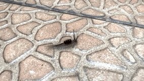 4K Video. Clip video of walking Brown tussock caterpillar, or scientifically known as Olene mendosa. This caterpillar is known for its hairy dark body, and will metamorphose into a moth in adult phase