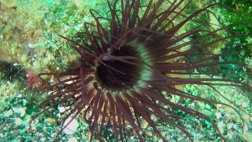 Colored tube anemone (Cerianthus membranaceus) at the bottom of the sea, close-up.