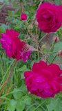 Video of red Roses and trees plant s