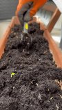 A person in an orange glove carefully planting plants Petunia Surfinia on a balcony. Mobile video. sstkvertical