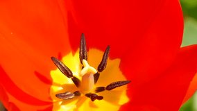 A short video of a tulip macro in slow motion.