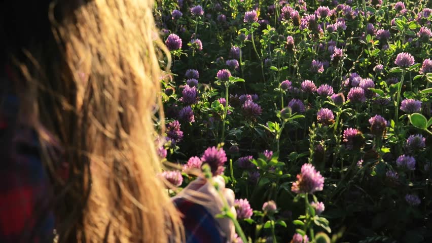 Clover field. girl in a checkered shirt collects pink clover in the rays of the sunset. Alternative medicine and homeopathy. Womens health flower. Useful herbs and flowers. High quality 4k footage