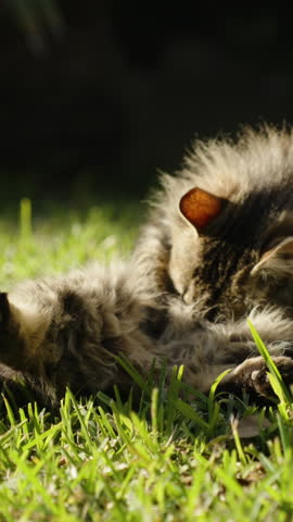 Vertical video. A striped and very fluffy street cat lies in the sun on the green grass near a palm tree, grooming its fur. It notices me.