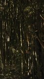 Vertical video. Traveling woman with a backpack, making her way through dense and dark bamboo thickets, emerges at a small stream and walks towards the sun.