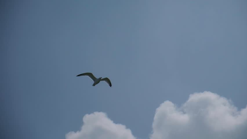 120fps, slow motion. CU isolated seagull, sea bird. UK coastline. East Coast seaside.	
