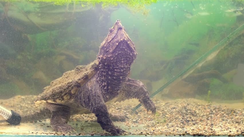 The head of a snapping turtle with its mouth open moving its tongue as bait. Snap turtle close-up. Underwater of Snapping Turtle Swimming near Bottom Making Bubbles in South Dakota.