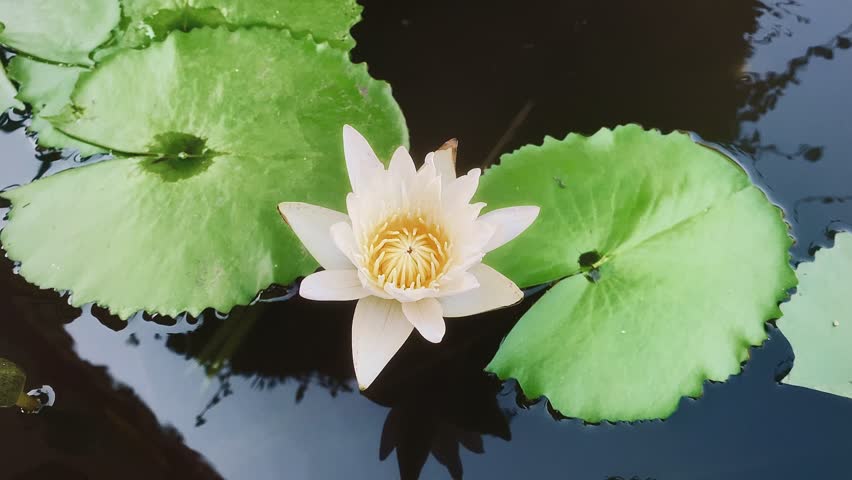 The white water lily flower blooms in the pond, the white water lily flower makes you feel rested, the white water lily flower gives you the feeling of being in nature. landscape background