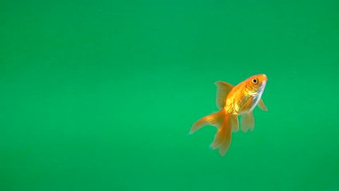 single goldfish animal isolated on green screen