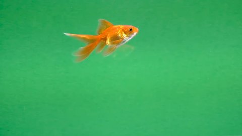 gold fish swims in the water on green screen