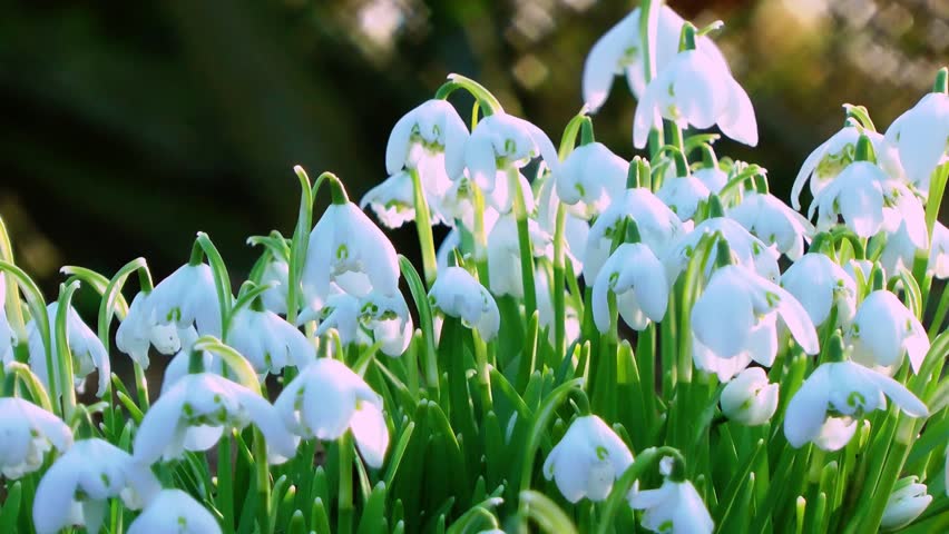 Wild spring flowers - Snow Drops