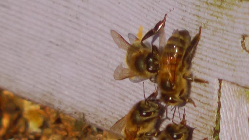 Honey Bees emerging from the hive