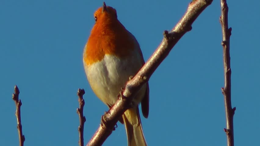 Bird singing - Robin on a branch against a beautiful blue sky