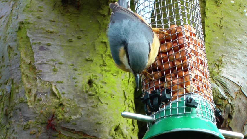 Nuthatch eating peanuts on a feeder hanging from a tree