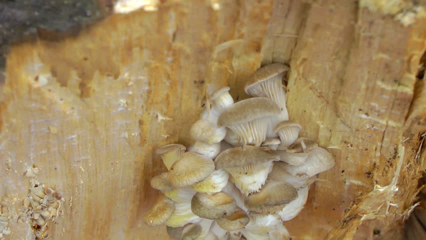 White fungus on a log